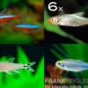 Zierfisch-Sortiment Salmler rot/blau ab 100 cm