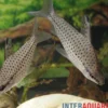 Zierlicher Kopfsteher, Chilodus gracilis, 5-6 cm