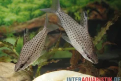 Zierlicher Kopfsteher, Chilodus gracilis, 5-6 cm