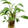Zierlicher Wasserkelch, Cryptocoryne lucens, im Topf