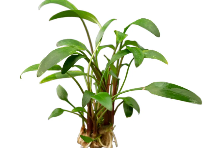 Zierlicher Wasserkelch, Cryptocoryne lucens, im Topf