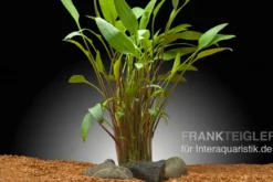 Zierlicher Wasserkelch, Cryptocoryne lucens, im Topf