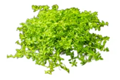 Zierliches Perlenkraut, Hemianthus micranthemoides, im Topf