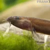 Zimtfarbenes Dornauge, Pangio pangia