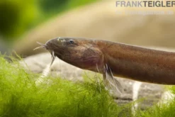 Zimtfarbenes Dornauge, Pangio pangia