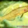 Zitronengrundel, Mugilogobius rexi (Minifisch)