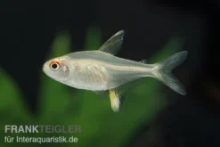 Zitronensalmler, Hyphessobrycon pulchripinnis