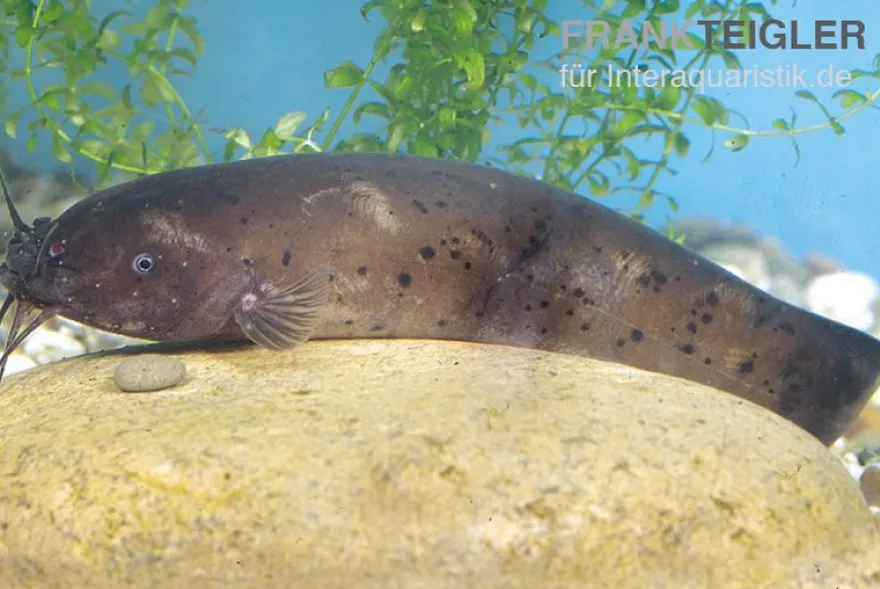 Zitterwels, Malapterurus electricus, 5-6 cm