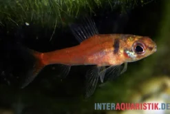 Zorn-Zwergpfeilsalmler, Odontocharacidium aphanes