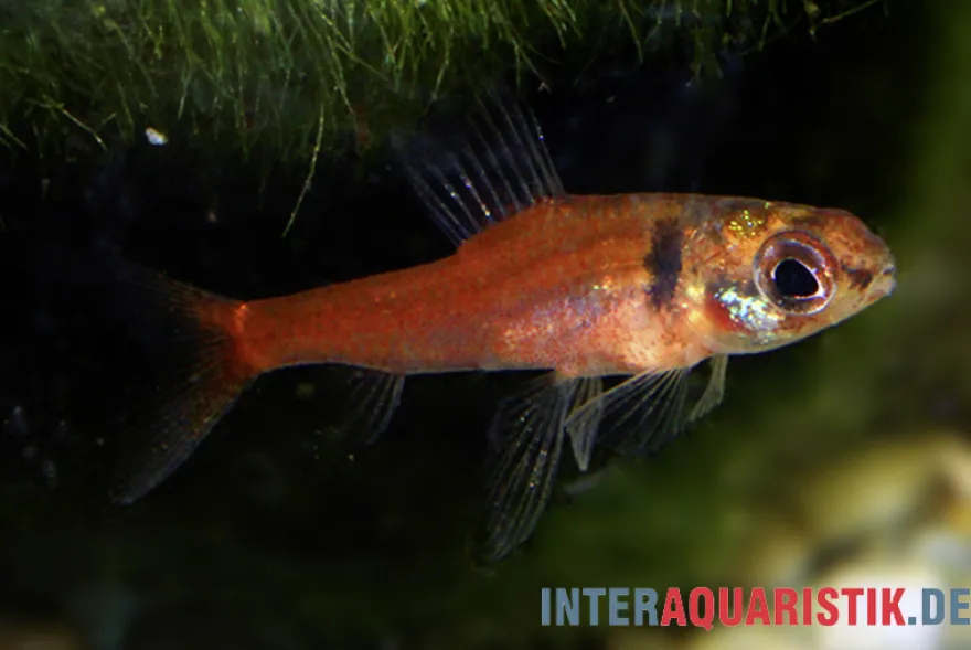 Zorn-Zwergpfeilsalmler, Odontocharacidium aphanes