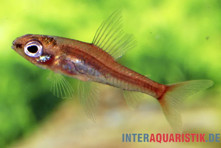 Zorn-Zwergpfeilsalmler, Odontocharacidium aphanes