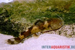 Zungaro-Wels, Pseudopimelodus zungaro