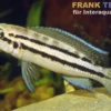 Zweibinden-Schlankcichlide, Chalinochromis bifrenatus, 4-5 cm
