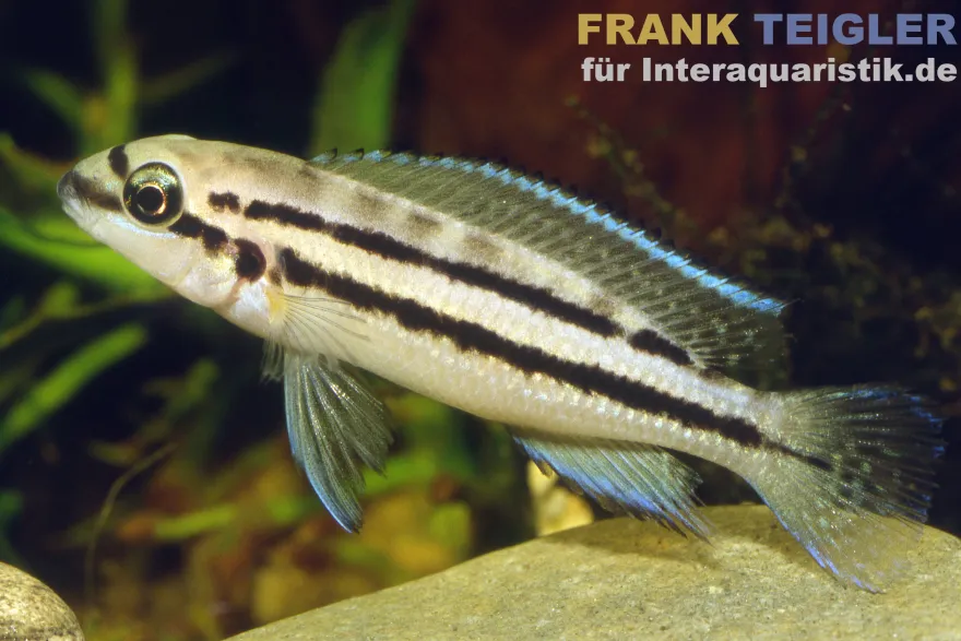 Zweibinden-Schlankcichlide, Chalinochromis bifrenatus, 4-5 cm