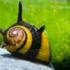 Zweifarbige Geweihschnecke, Clithon diadema