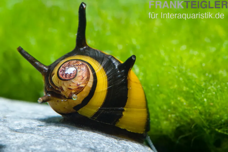 Zweifarbige Geweihschnecke, Clithon diadema