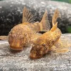 Zweifarbiger Antennenwels, Ancistrus sp. 2-color