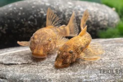 Zweifarbiger Antennenwels, Ancistrus sp. 2-color