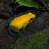 Zweifarbiger Blattsteiger „Uraba“, Phyllobates bicolor