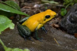 Zweifarbiger Blattsteiger „Uraba“, Phyllobates bicolor