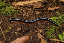 Zweifarbiger Vietnam-Riesenfüßer, Alienostreptus bicoloripes