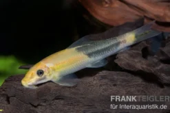 Zweifarbige Saugschmerle, Gyrinocheilus aymonieri