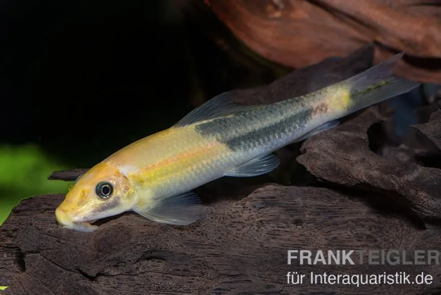 Zweifarbige Saugschmerle, Gyrinocheilus aymonieri