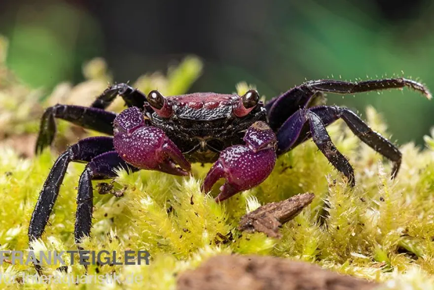 Zweifarbige Vampirkrabbe, Geosesarma bicolor, Zufällig ausgewählt