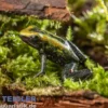 Zweifarb-Pfeilgiftfrosch, Phyllobates bicolor