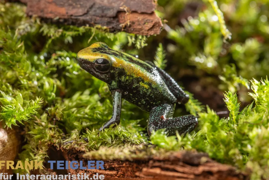Zweifarb-Pfeilgiftfrosch, Phyllobates bicolor