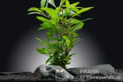 Zweigestreifter Wasserfreund, Hygrophila corymbosa, XXL Mutterpflanze