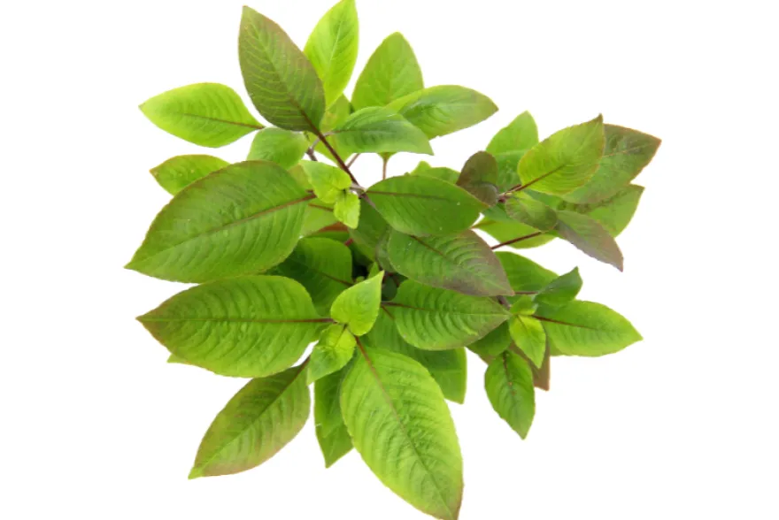 Zweigestreifter Wasserfreund, Hygrophila corymbosa, im Topf