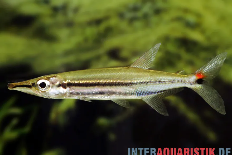 Zweistreifen Hundssalmler, Acestrorhynchus isalinae, 5-7 cm