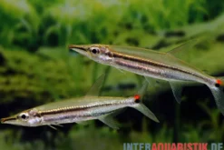 Zweistreifen Hundssalmler, Acestrorhynchus isalinae, 5-7 cm