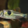 Zweitupfen-Raubsalmler, Exodon paradoxus, 4-6 cm (Rarität)