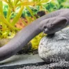 Zweizehen-Aalmolch, Amphiuma means