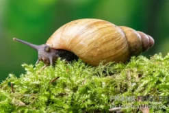 Zwerg-Achatschnecke, Archachatina papyracea