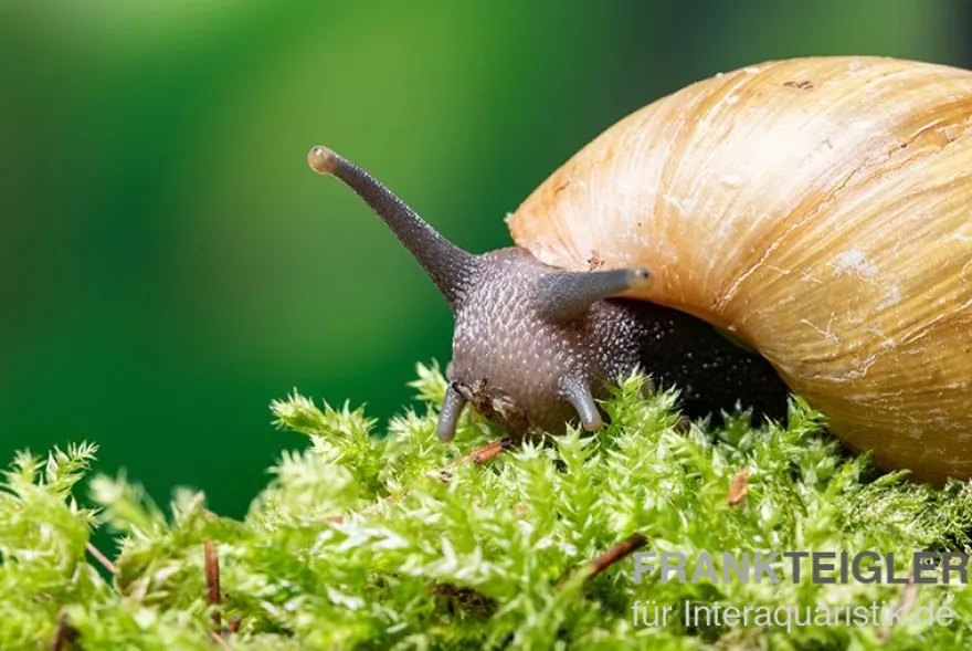 Zwerg-Achatschnecke, Archachatina papyracea