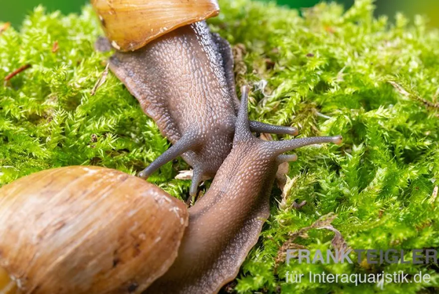 Zwerg-Achatschnecke, Archachatina papyracea