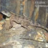 Zwergagame, Agama persimilis