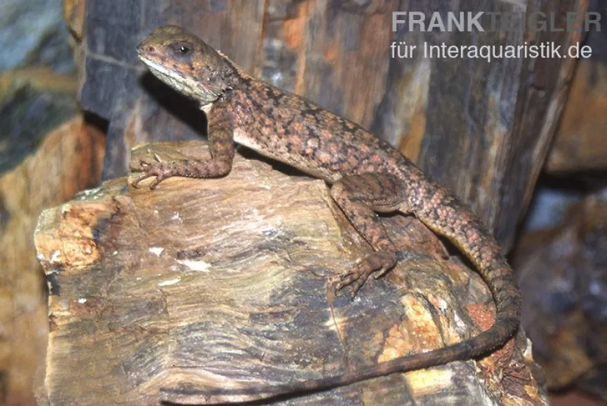 Zwergagame, Agama persimilis