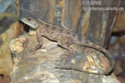 Zwergagame, Agama persimilis