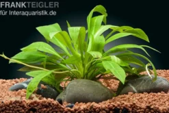 Zwergamazonaspflanze, Echinodorus quadricostatus, im Topf