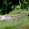 Zwerg-Barracuda-Salmler, Acestrorhynchus cf. minimus