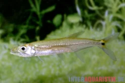 Zwerg-Barracuda-Salmler, Acestrorhynchus cf. minimus