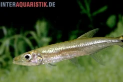 Zwerg-Barracuda-Salmler, Acestrorhynchus cf. minimus