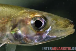 Zwerg-Barracuda-Salmler, Acestrorhynchus cf. minimus