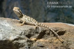 Zwergbartagame, Pogona henrylawsoni