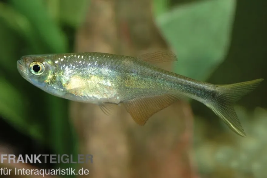 Zwergdrachenflosser, Corynopoma riisei