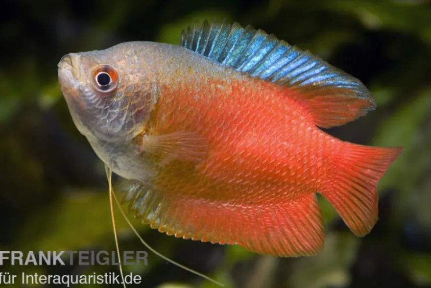 Zwergfadenfisch rot, Colisa lalia (Trichogaster lalius) M